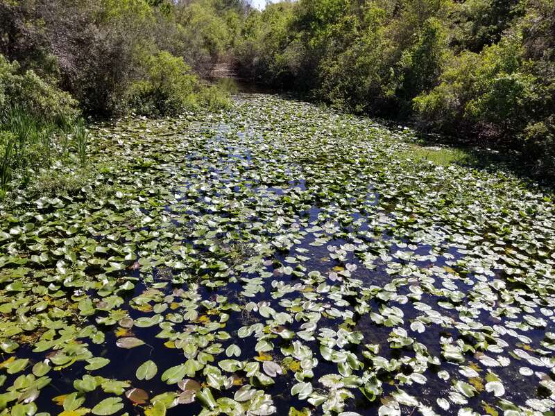 Pond at Florida Botanical Gardens