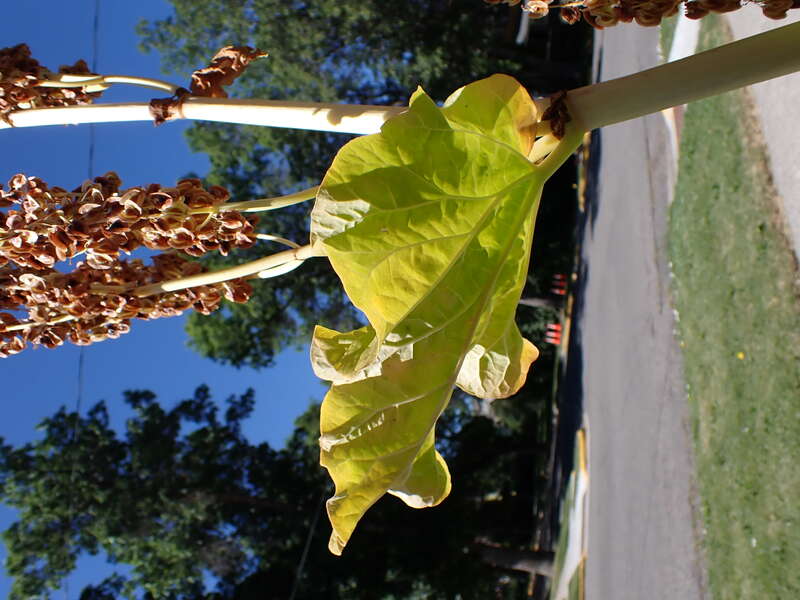 Rhubarb left to produce fruiting stems along West Arthur Street, Bozeman, Gallatin County, Montana. Leafy stems stood over 1.5 m tall, which likely diminished the abundance of basal leaves that survived into mid summer.