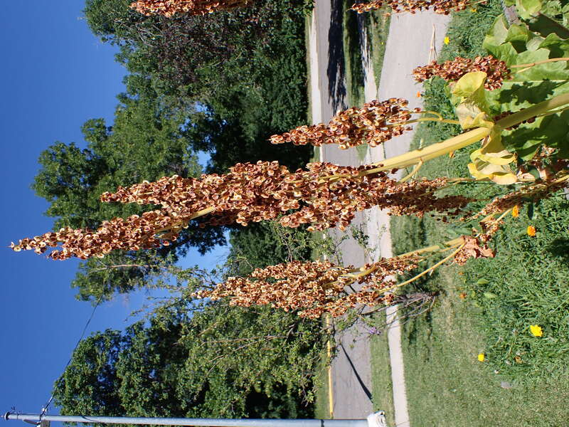 Rhubarb left to produce fruiting stems along West Arthur Street, Bozeman, Gallatin County, Montana. Leafy stems stood over 1.5 m tall, which likely diminished the abundance of basal leaves that survived into mid summer.