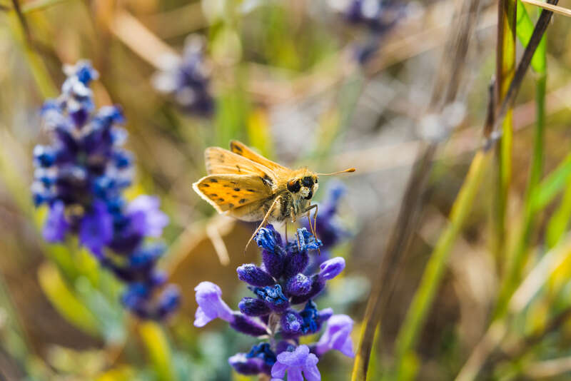 Skipper butterfly sitting on a salvia leucantha bloom, in late summer.