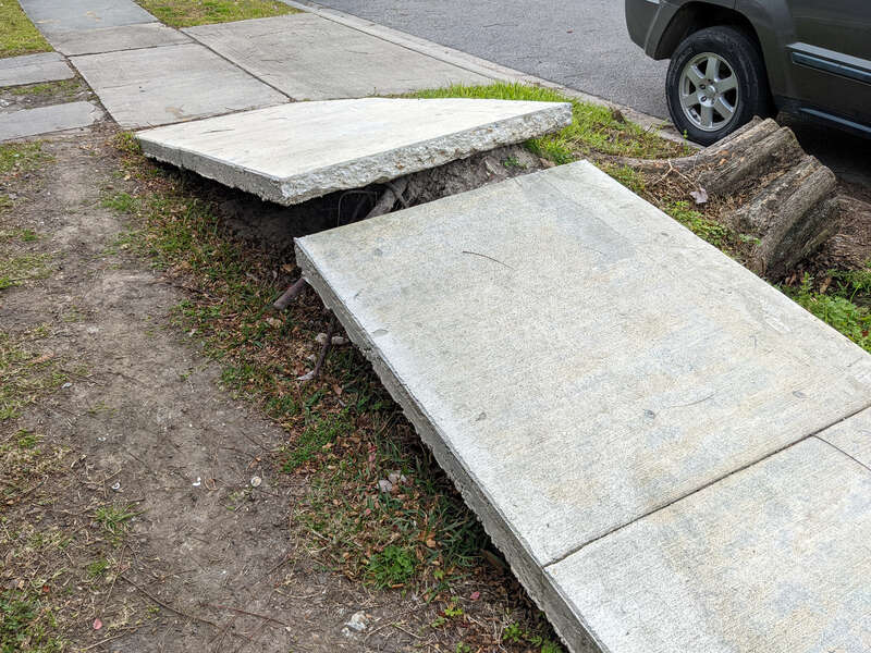 Stump vs. Sidewalk, New Orleans Feb 2022