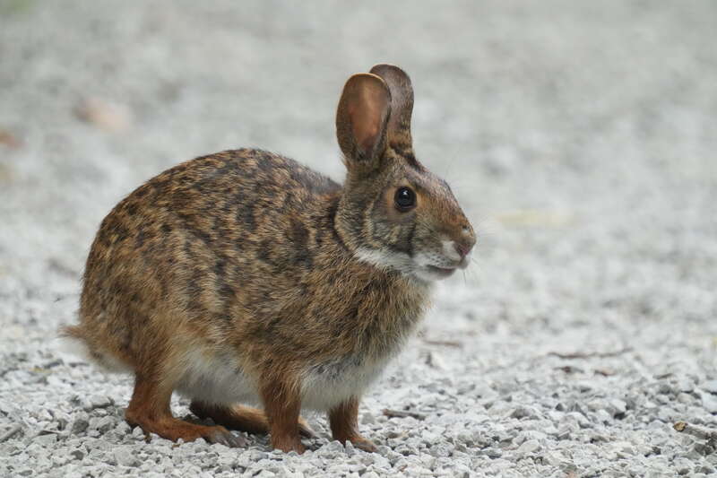 Swamp Rabbit (Sylvilagus aquaticus) in the United States
