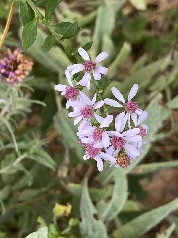 Common Blue Wood Aster (Symphyotrichum cordifolium)