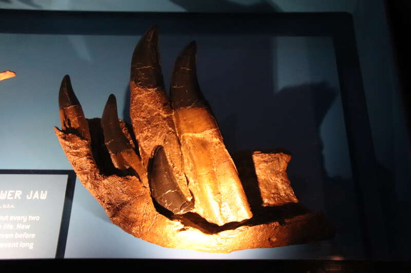 Perot Museum of Nature and Science, Dallas, Texas. Complete indexed photo collection at WorldHistoryPics.com.