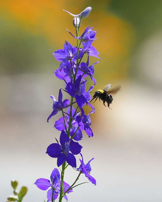500px provided description: Bees in action [#flowers ,#spring ,#color ,#flower ,#bud ,#background ,#closeup ,#california ,#purple ,#bee ,#petal ,#blossom ,#wildflowers ,#bloom ,#blooming ,#bumble bee ,#sigma 120-400 ,#D850]