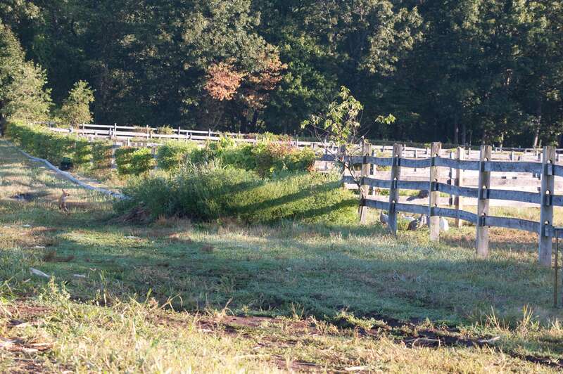 At the corn field this morning a fox watched a group of Guinea Hens. He singled one out and gave chase, but they fly quite well in spite of being rather round.