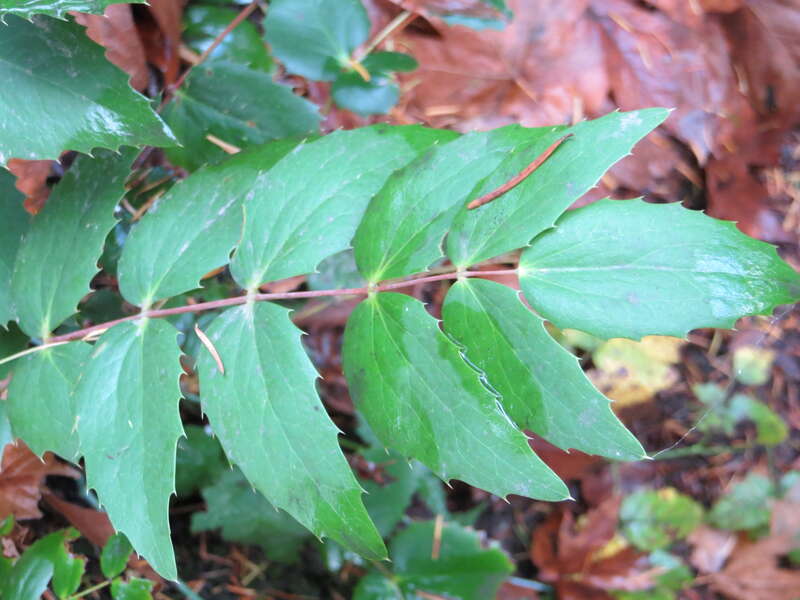 Groundcover in Priest Point Park