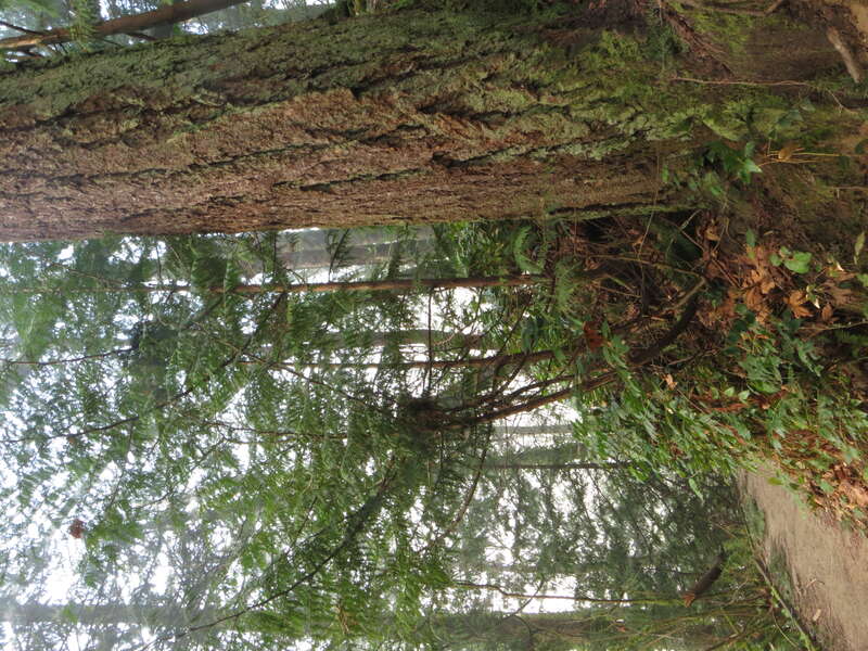 Priest Point Park, Olympia, Washington.
Hiking trail view.