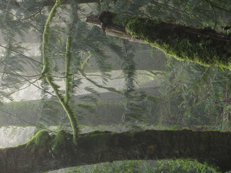 Priest Point Park, Olympia, Washington.
Hiking trail view.