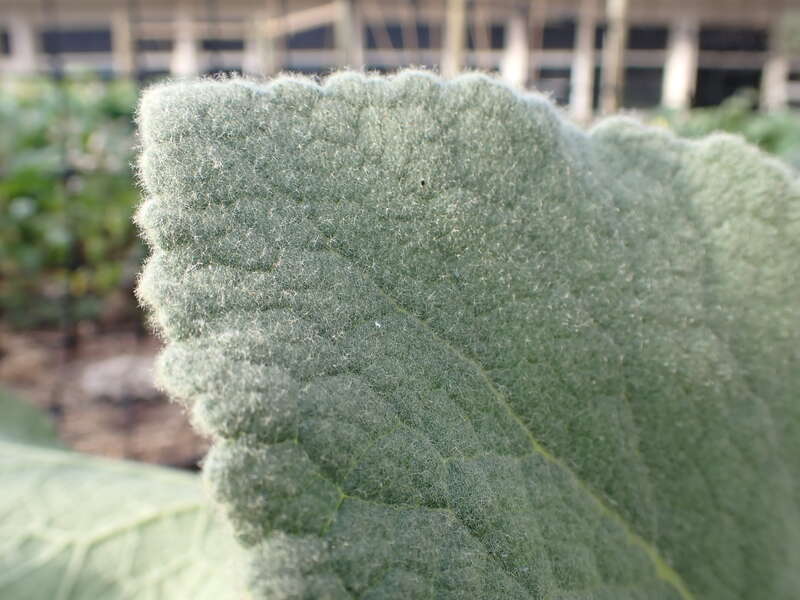 Common mullein growing along the sidewalk at the eastern edge of the campus of Montana State University, Bozeman, Gallatin County, Montana. Large leaves with crenate margins and densely stellate hairy, with venation more prominent below that above,