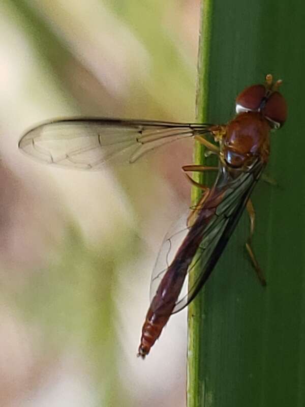 Victoriana parvicornis, Scarlet Hover Fly, Florida