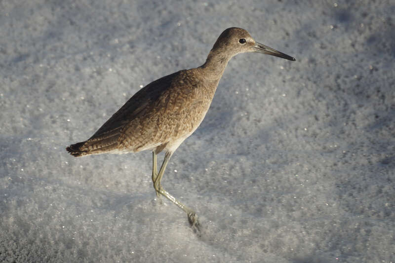 Willet