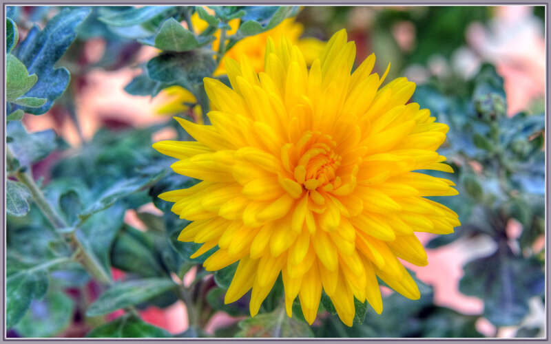 500px provided description: Cold Chrysanthemum.

Rain coming.  :-) [#yellow ,#flowers ,#color ,#flower ,#floral ,#closeup ,#natural ,#flora ,#blossom ,#chrysanthemum ,#HDR]