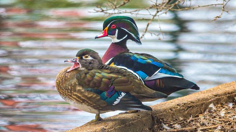 Wood ducks