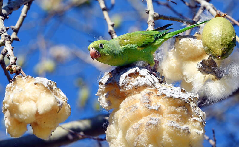 500px provided description: The seeds are buried in the fluffy stuff. They have to pull out a big mouthful and dig through it to find their prize. There are  few parrots in the tree and it was raining fluffs. [#bird ,#tree ,#parrot ,#green ,#seeds