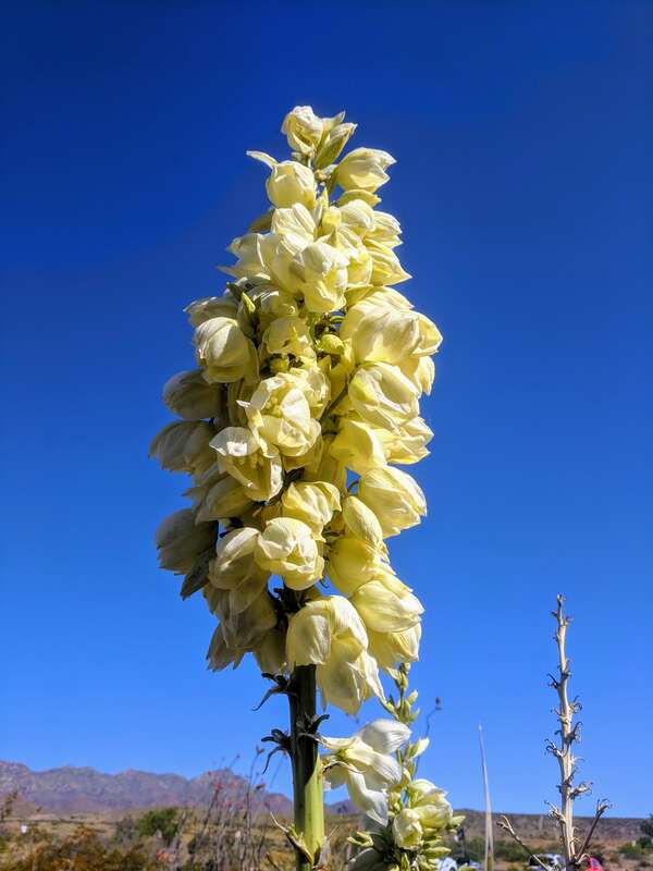 Yucca and Franklin Mountains 2019