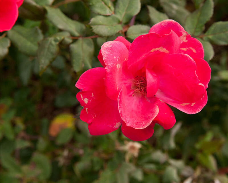 Blooming at the Houston Zoo