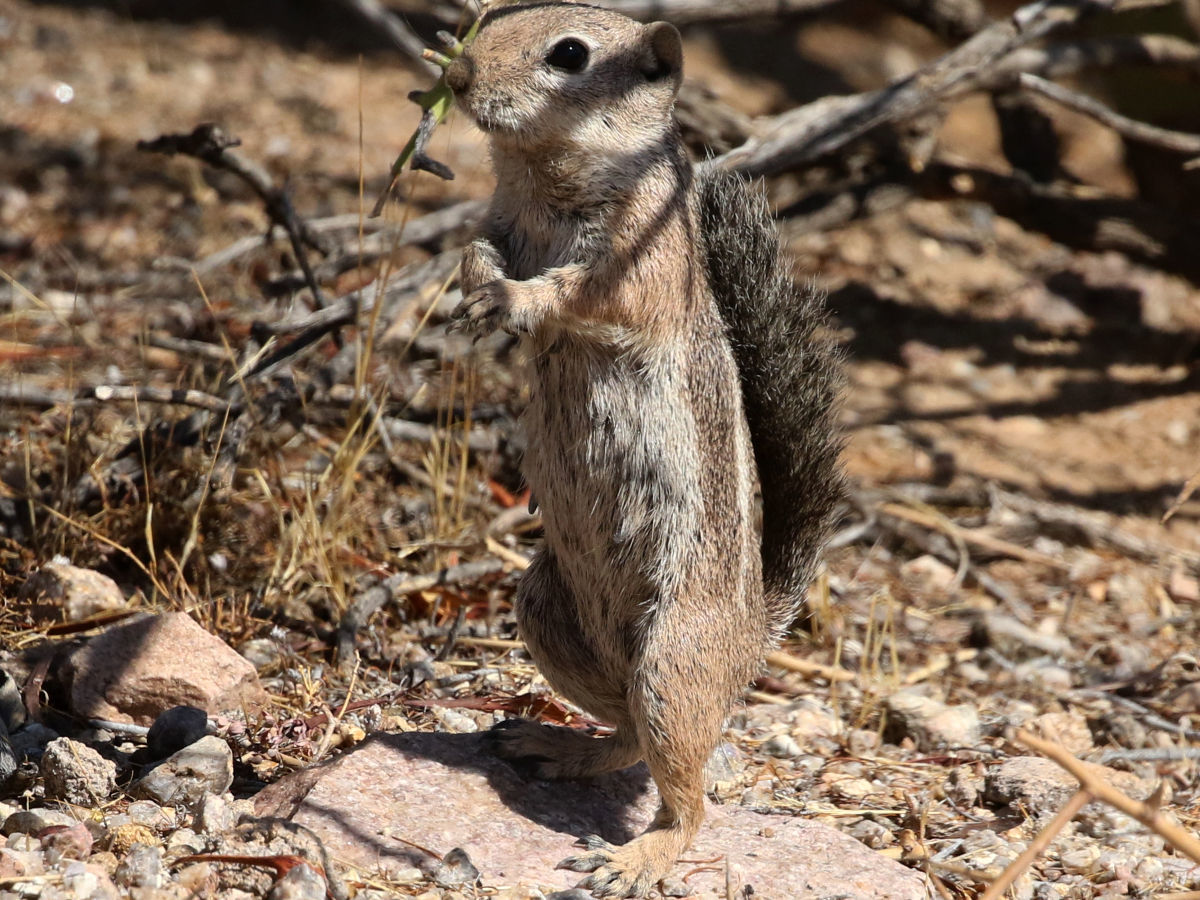 Harris' Antelope Squirrel (Ammospermophilus harrisii)