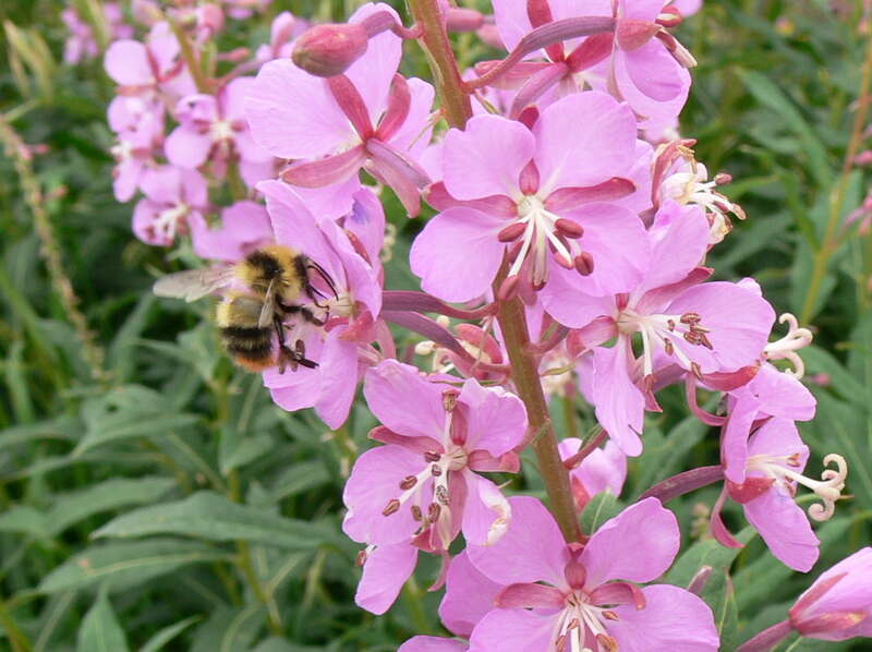 Golden-belted Bumble Bee (Bombus kirbiellus)