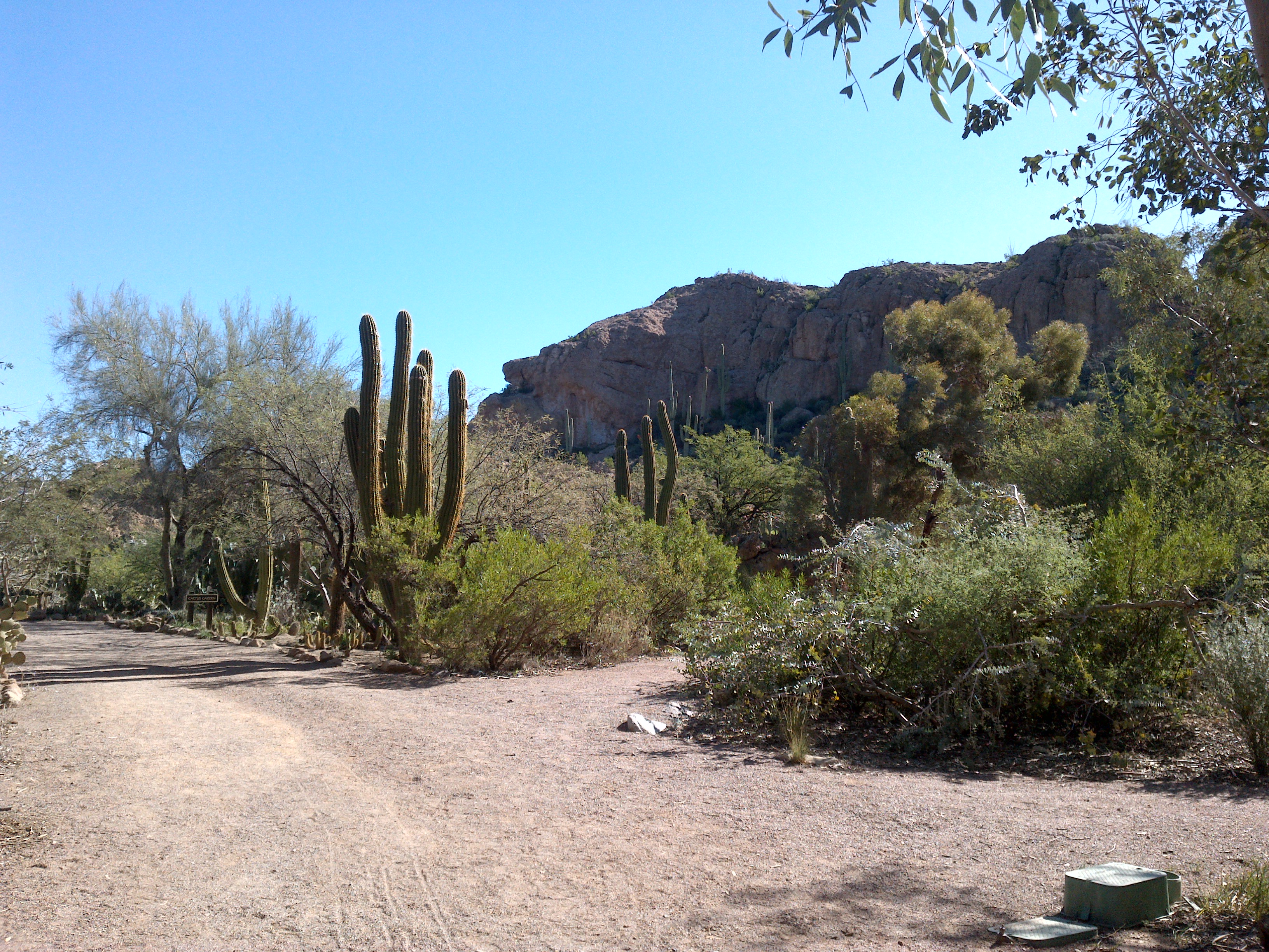 Boyce Thompson Arboretum, Superior, Arizona