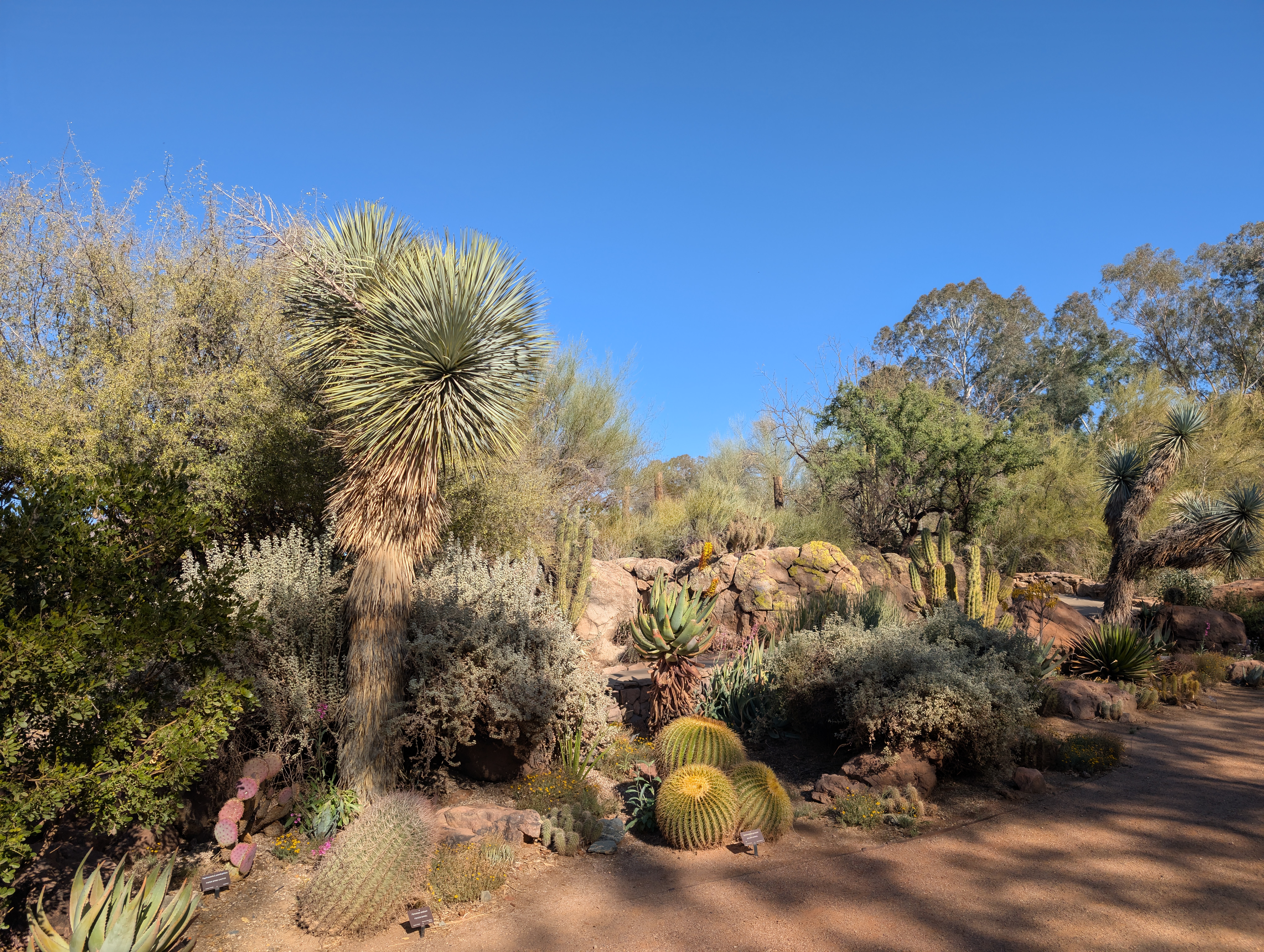 Boyce Thompson Arboretum in Arizona, USA
