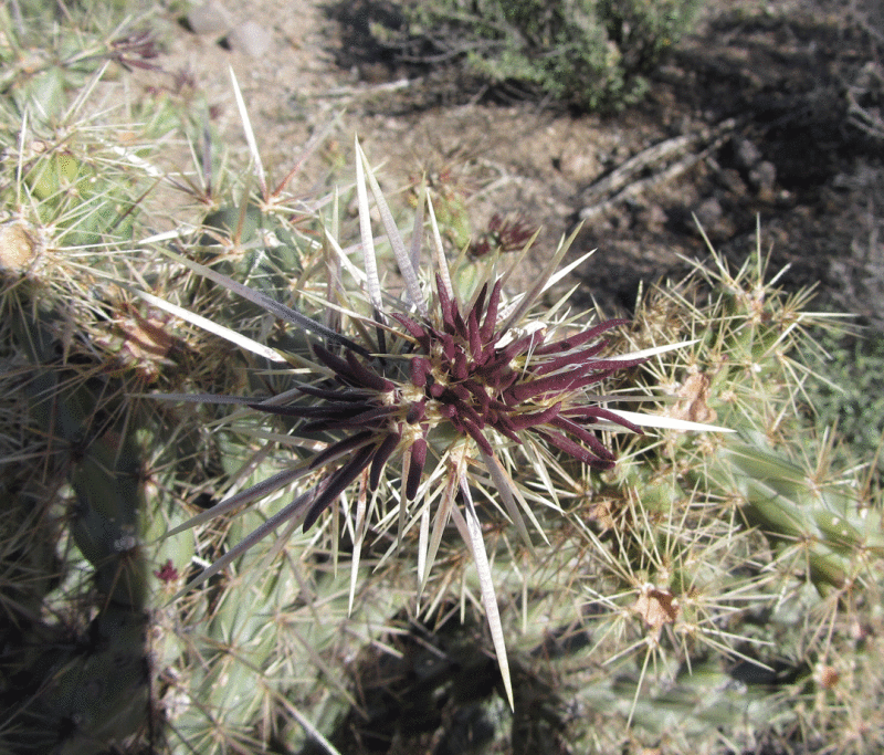 cylindropuntia acanthocarpa