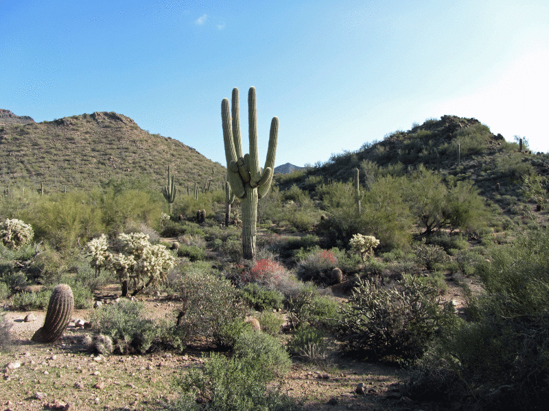 cereus giganteus