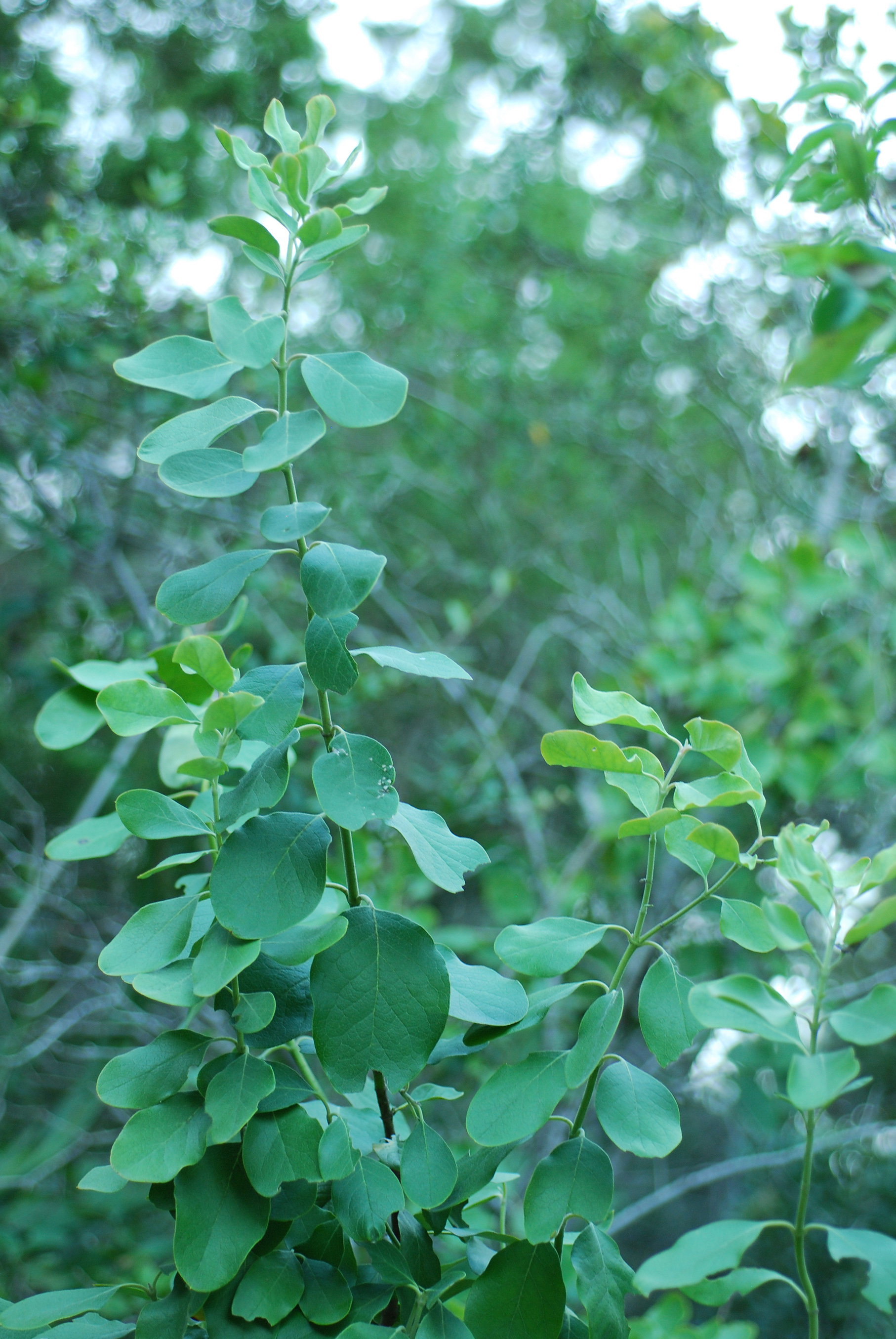 Garrya lindheimeri