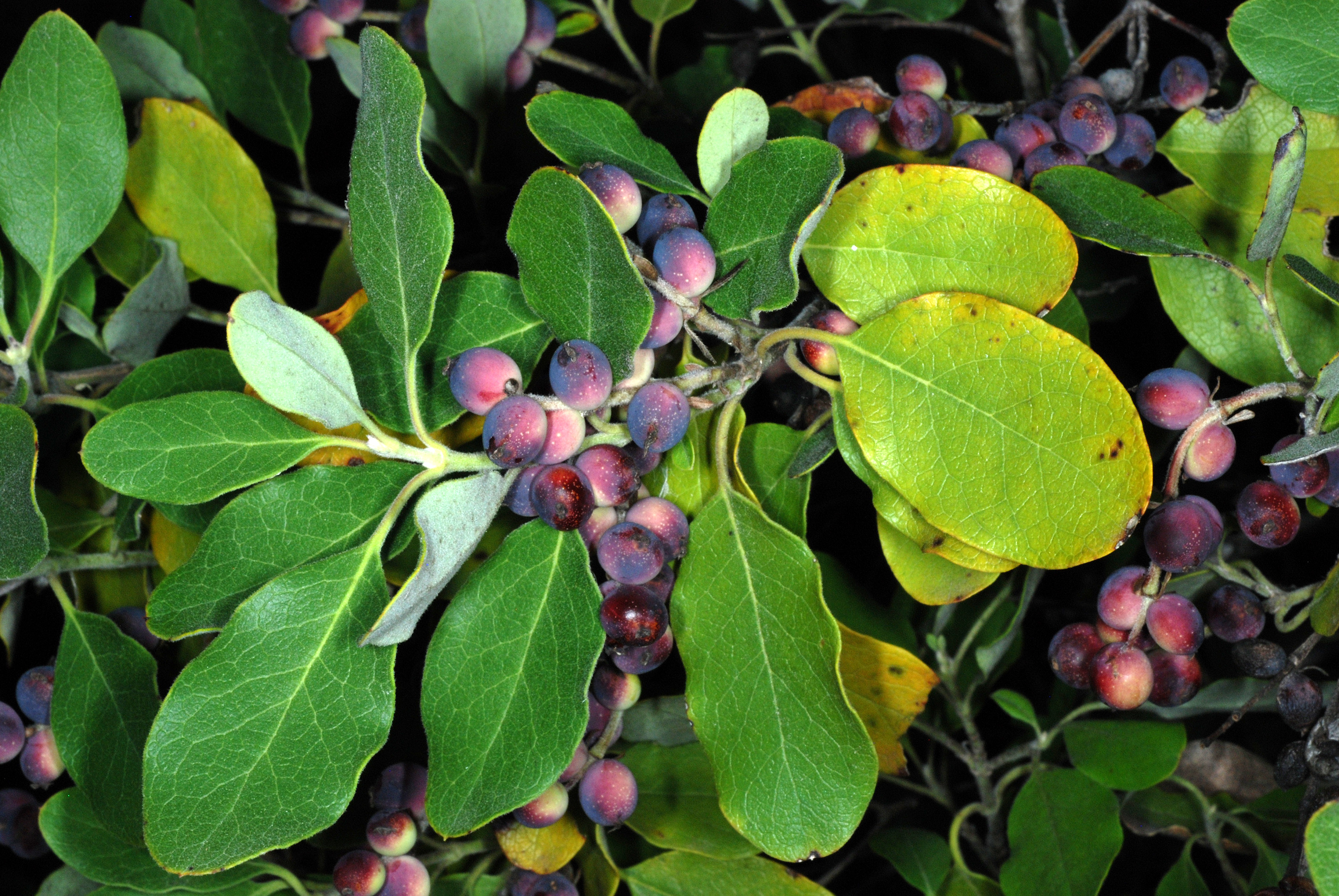 Garrya lindheimeri