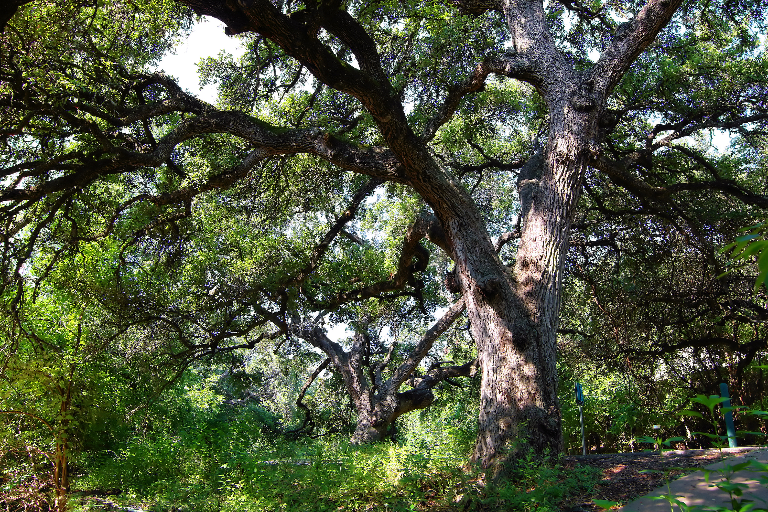 Seiders Oaks in Austin, Texas, United States are a grove of Texas live oak trees (Quercus fusiformis) that were designated a Recorded Texas Historic Landmark in 1967.