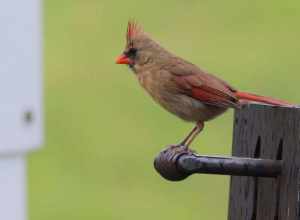 Northern Cardinal (female), on a campsite grill handle