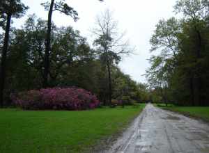Enterence of Boone Hall Plantation Mt Pleasant SC