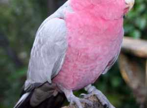 A Galah (also known as Roseate Cockatoo) at Brevard Zoo, Florida, USA. The brown colour of its irises suggest that it is a female.