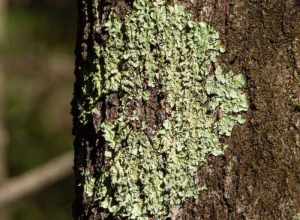 common greenshield lichen (Flavoparmelia caperata)