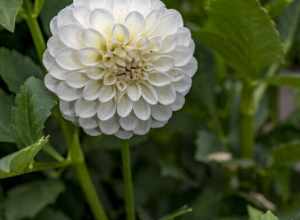 A Group 6 – Ball Dahlia. Botanical Name: Dahlia Boom Boom. One of the many flower found in mid August in Innis Woods Metro Park.