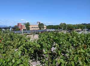 Viewing the Ethan Allen Express from the station patio