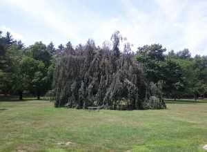 Tent Tree (there are actually a few people in there)