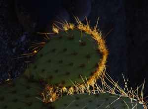 Tulip Prickly Pear, Opuntia phaeacantha