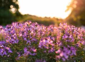 University of Kentucky Arboretum, Lexington, United States