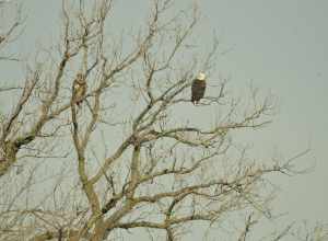 No cropping or post processing