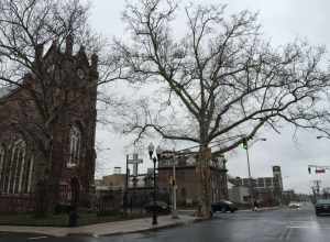 A large street tree at the intersection of North Clinton Avenue and East State Street (Mercer County Route 635) in the Ewing/Carroll section of Trenton, New Jersey