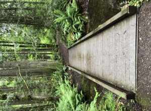 Beaver Lake Park, Sammamish, Washington
