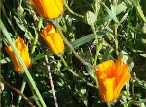 (1 in a multiple picture set)
I found patches of these wild flowers growing in the hills above Yucaipa. We have had some periods of rain and when that happens, followed by some sunny days, you would be amazed how many flowers appear like magic.  I'm