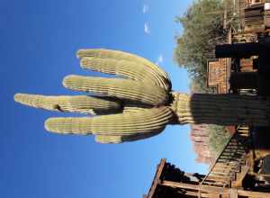 Goldfield Ghost Town, AZ, USA