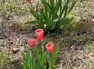 Hofstra University Spring