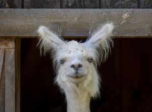 Lama (Lama glama) at the Menominee Park Zoo, Oshkosh, Wisconsin, US