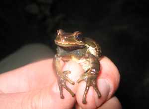 Pacific Tree Frog (Pseudacris regilla)