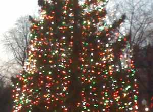 Xmas tree. On the Boston Common, Massachusetts