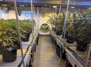 A behind-glass "show grow" at Euflora 3D Dispensary in Denver, Colorado