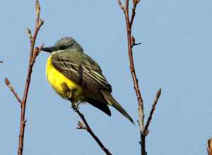 Couch's Kingbird